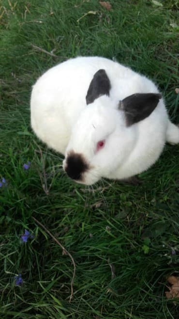 декоративные заборы: Кролики — 7