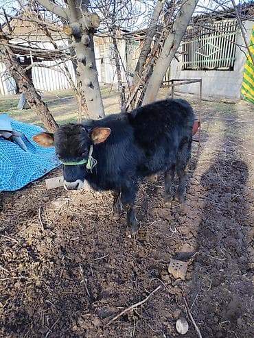 нарын торпок: Сатам | Музоо | Бордоп семиртүү үчүн | Байланган — 2