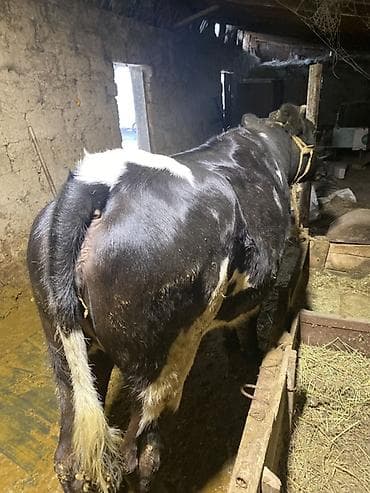 карова дойный: Продаю | Бык (самец) — 3
