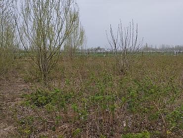 саженцы смородины купить: 1 гектар малина сатылат Геракл 1 гектар клубника бар месни 250000 сом — 3