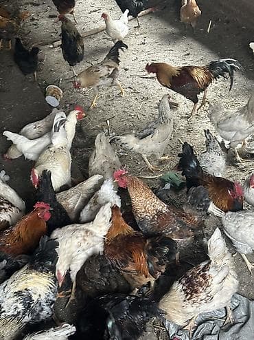 чөп сатылат: Сатам | Тооктор, Короздор | Жарым брама, Үй, Кучинская | Союуга, Көбөйтүү үчүн, Жумуртка туудуруу үчүн — 2