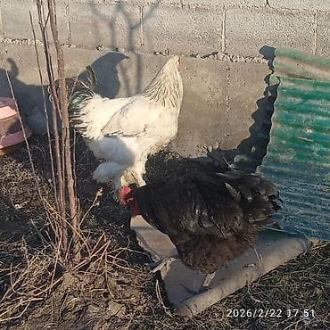 пл: Продаю | Петух | Брама | Для разведения — 2