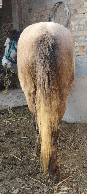 Собаки: Продаю | Кобыла (самка) | На забой, Для разведения — 3