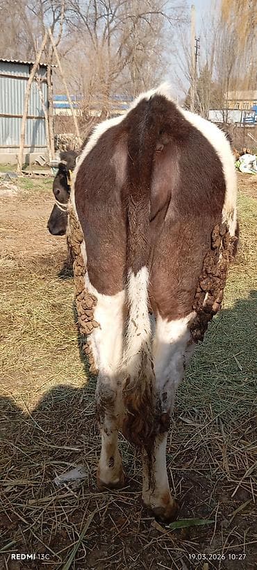 Лошади, кони: Продаю | Тёлка | Для разведения | Нетель — 9