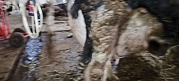 животные коровы: Продаю | Корова (самка) | Для разведения, Для молока — 3