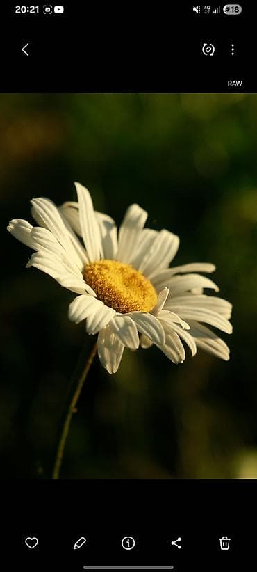 Продается фотоаппарат Canon EOS 600D в отличном состоянии. Всё — 10