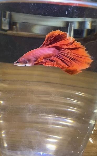 декоративные рыбы: Бойцовые рыбки (Betta splendens), декоративные самцы с роскошными — 6
