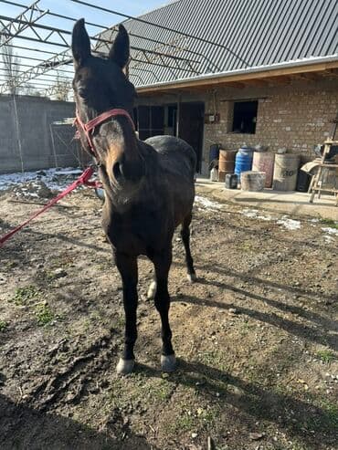 дом попугая: 1,5 -ка — 2