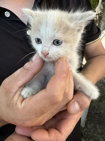 ат жаныбар: Котята, помёт из нескольких малышей. Описание: - Окрас на выбор — 3