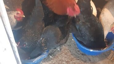 Сатам | Тооктор, Короздор | Үй, Гриз Бар | Союуга, Көбөйтүү үчүн, Жумуртка туудуруу үчүн