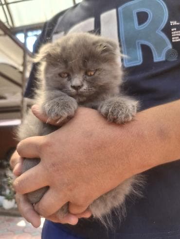 эшек жаныбар: Шотландский котёнок, окрас голубой (серый), пушистая шерсть. Ушки — 2
