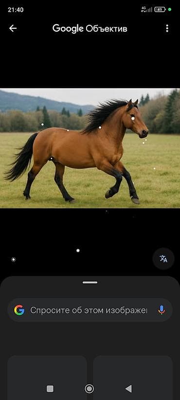 дордой помещение: Требуется конюх-инструктор конный клуб в Бишкеке проживание — 1