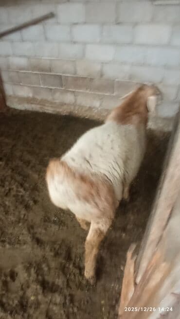 Зоотовары: Продаю | Баран (самец) | Для разведения | Осеменитель — 1