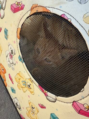 добрый: Кошка даром: Беспородная, 2 месяца, Мальчик, С прививками — 4