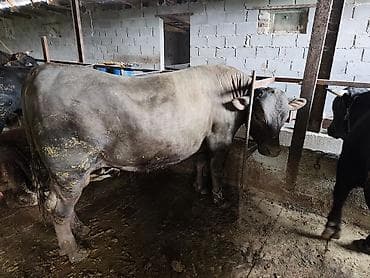 попугай говорящий: Продаю | Бык (самец) | На забой | Привязанные — 7
