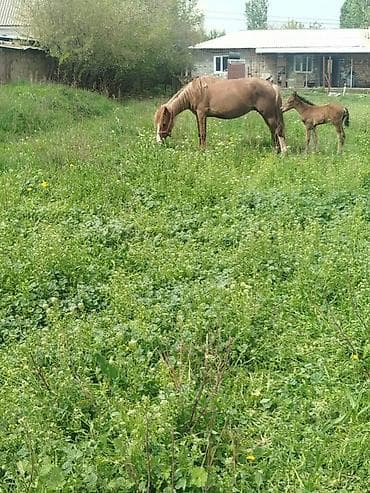 ящик для ключей: Продаю | Кобыла (самка) | Для разведения — 2