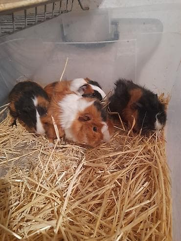 день сяпина: Морские свинки, мальчики и девочки, возраст 2,5 месяца — 6