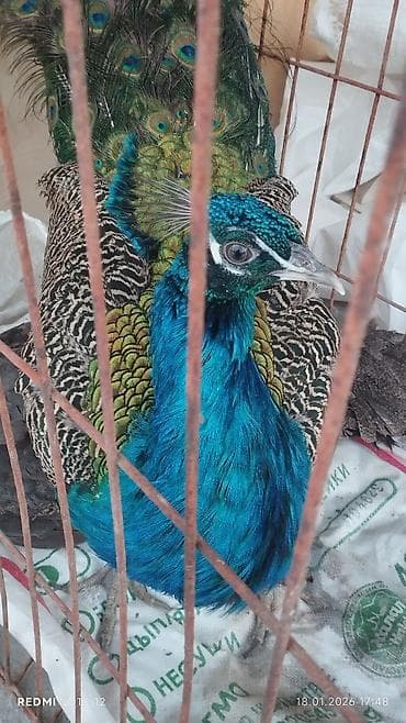 Павлин 
продаю или меняю на самку 
( можно в любом возрасте )