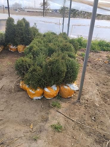 листы контейнера: Хвойные растения для ландшафта: туя и можжевельник в коме земли — 2