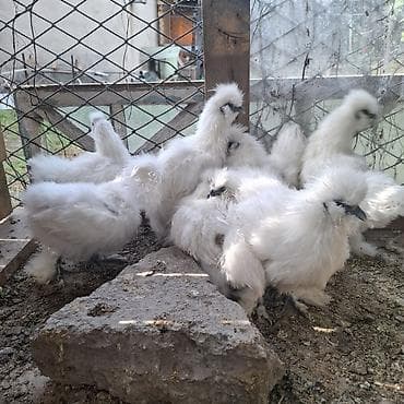 китайский шёлковый куры: Продаю | Цыплята | Для разведения — 2
