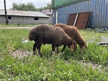 продажа собак в бишкеке: Продаю | Ягненок, Баран (самец) | Арашан | Для разведения — 2