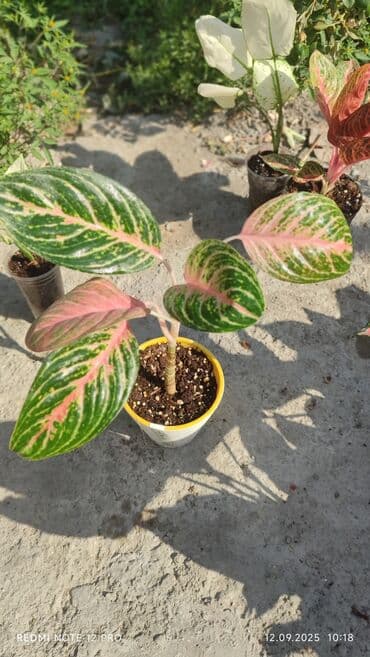 растения для аквариума: Аглаонемы декоративные в горшках — коллекция сортов с яркой — 12