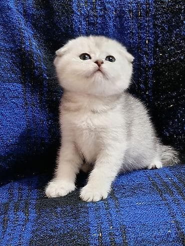 попугай бишкек цена: Скотиш Фолд (Шотландская вислоухая), 1 месяц, Мальчик, Золотая шиншилла, Приучена к лотку, Проглистована — 3