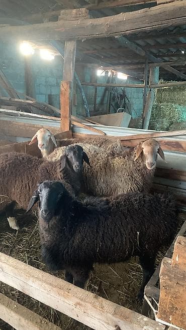 ат грабил: Продаю | Баран (самец) | На забой — 1