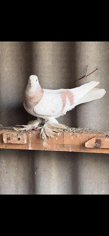 Үй жаныбарлары: Самка тасман крупная очень хорошая! — 1