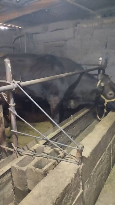 куплю корова: Сатам | Кунаажын | Бордоп семиртүү үчүн, Көбөйтүү үчүн, Сүт алуу үчүн | Бооз — 1