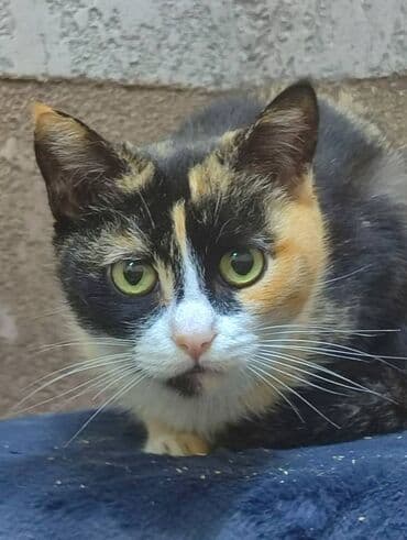 кошка в добрые руки: Ищем дом замечательной кошке. Привезём сами,бесплатно — 2