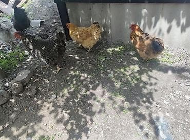 продаю несушек: Продаю | Куры | Домашняя | Несушки — 5