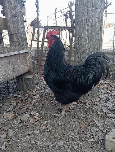 Аквариумы: Продаю | Петух | Для разведения — 2