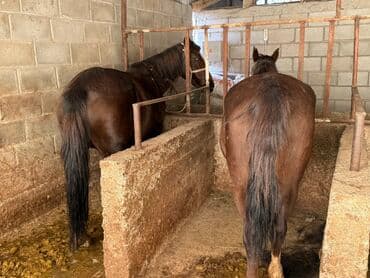 собака доберман сколько стоит: Продаю | Кобыла (самка) | Рабочий — 5