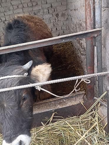 Другие животные: Продаю | Бык (самец) | На откорм | Привязанные — 6