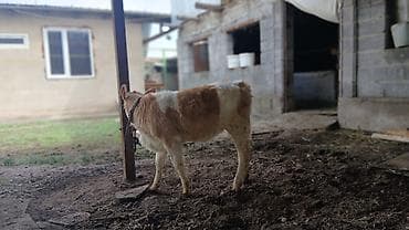 кошки милые: Продаю | Музоо, торпок | Для разведения | Привязанные — 3