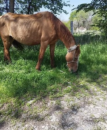 продаю лошади: Продаю | Кобыла (самка) | Кара Жорго | Для молока, Рабочий | Племенные — 4