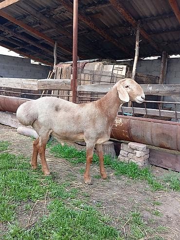 породистый баран: Продаю | Баран (самец) | Гиссарская, Арашан | На забой, Для разведения | Племенные, Осеменитель — 6