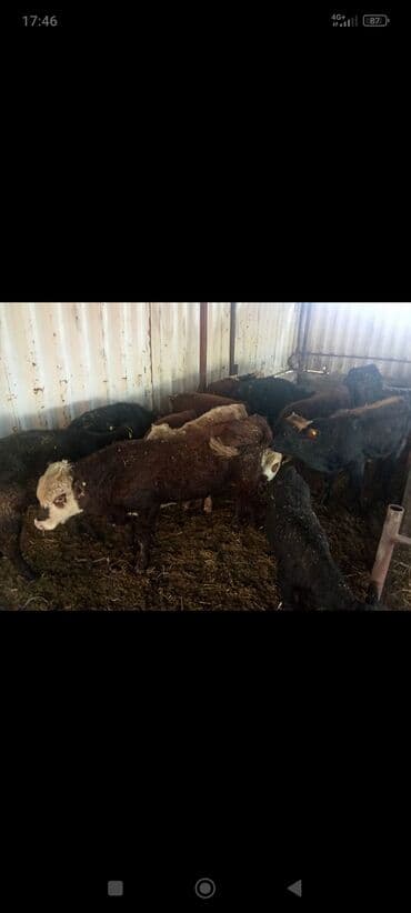Продаю | Музоо, торпок | Полукровка | На откорм at lalafo.kg Продаю | Музоо, торпок | Полукровка | На откорм
