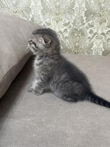 веслоухая кошка: Скотиш Фолд (Шотландская вислоухая), 1 месяц, Девочка, Серый, Приучена к лотку — 2