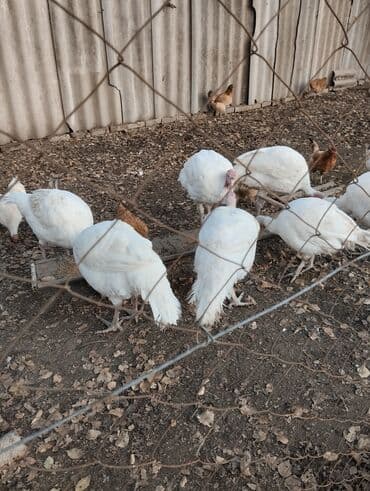 Аквариумдар: Сатам | Эркек күрп | Көбөйтүү үчүн | Асыл тукумдуу — 3