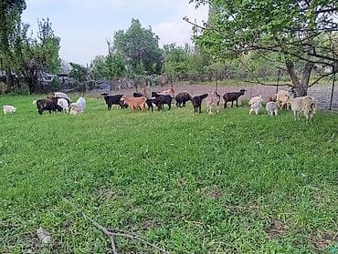 кошка шотландская цена: Продаю | Коза (самка) | Полукровка | Для разведения | Котные — 1