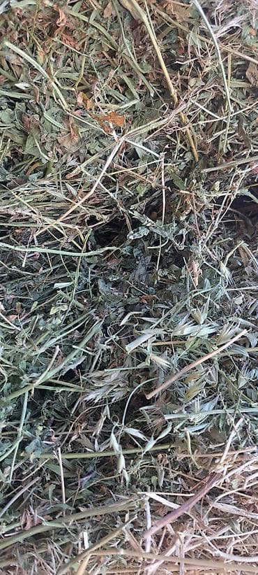 тюк: Сено,тюк1 укос . цена 430 сом.г Кант — 2