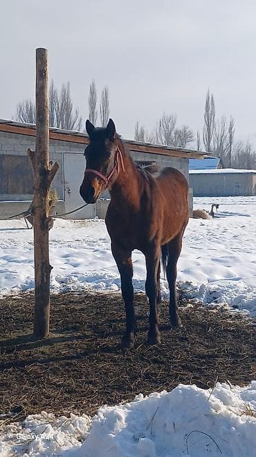 саан уй бишкек: Сатам | Жылкы (эркек), Тай, Байтал | Аргын, Англиялык | Жумушка — 4