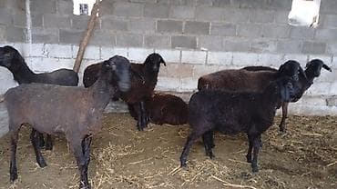 сова живая: Продаю | Овца (самка) | Эдильбаевская | Для разведения | Матка — 1