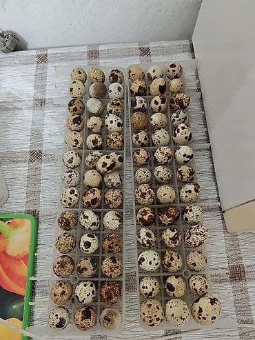 технолог мясо: Перепёлки и перепелиные яйца в городе Манас - Яйца перепелиные в — 3