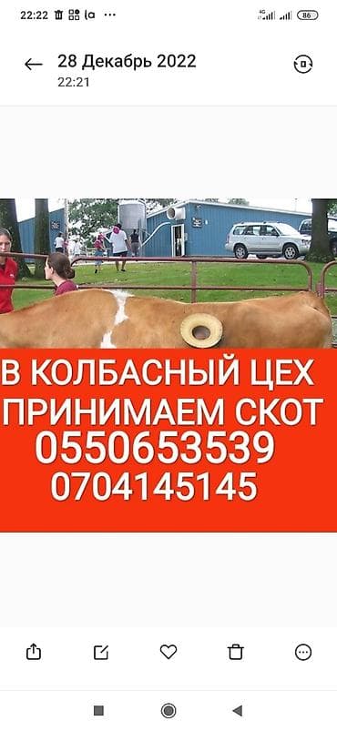 Частное лицо, Колбасный цех : Коровы, быки, Лошади, кони, Другие с/х животные, | Круглосуточно, Любое состояние, Забитый