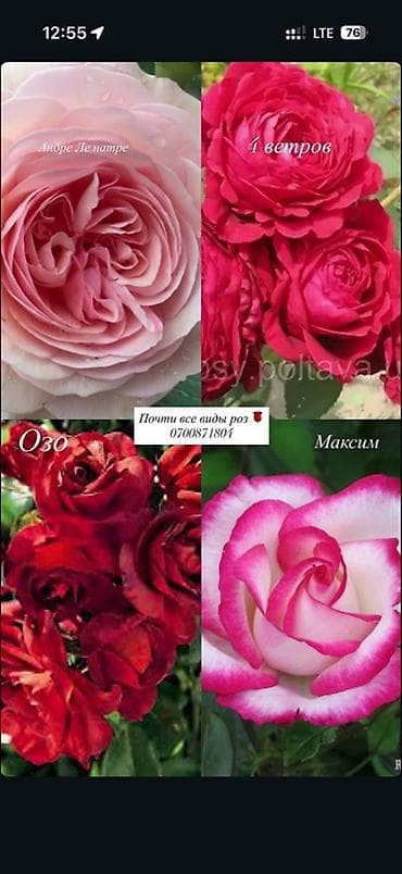 буква к: Саженцы — 7