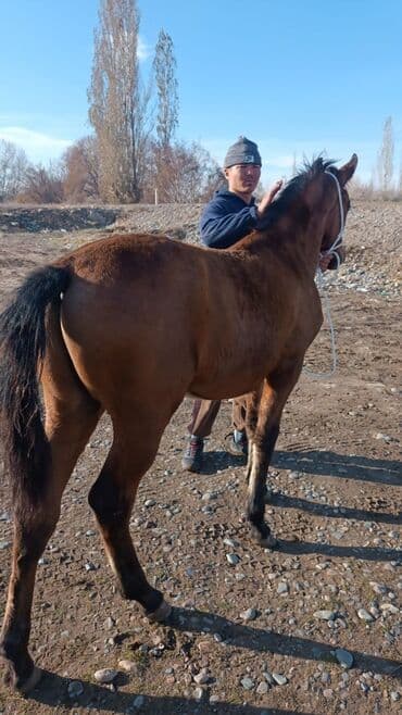 Иттер: Сатам | Тай | Ат спорту — 4