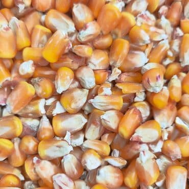 собаки доберманы: Продаю кукурузу 6тонн самовывоз — 1